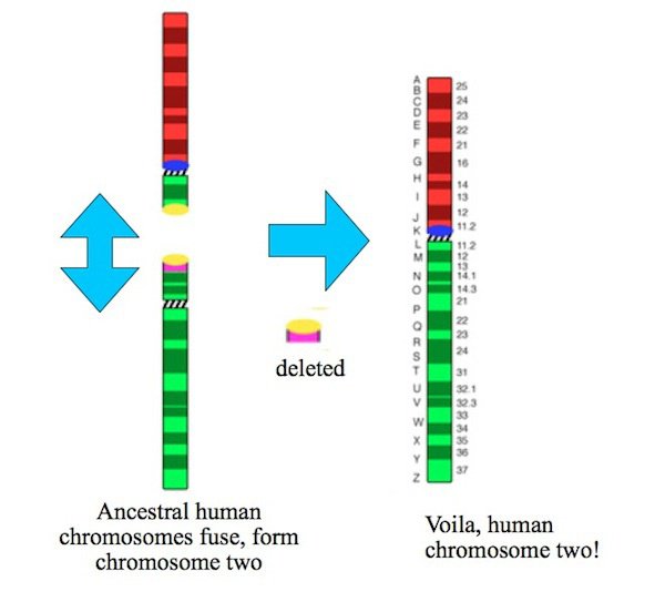 cromosoma 2